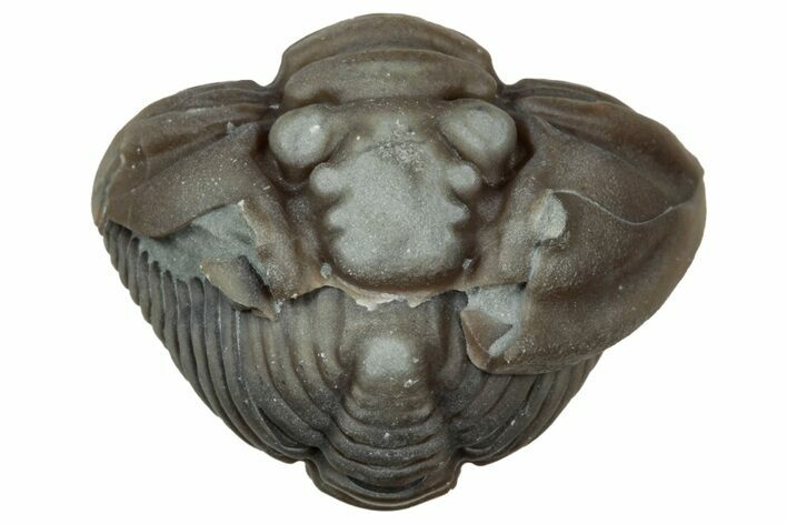 Wide Enrolled Flexicalymene Trilobite - Mt Orab, Ohio #347263
